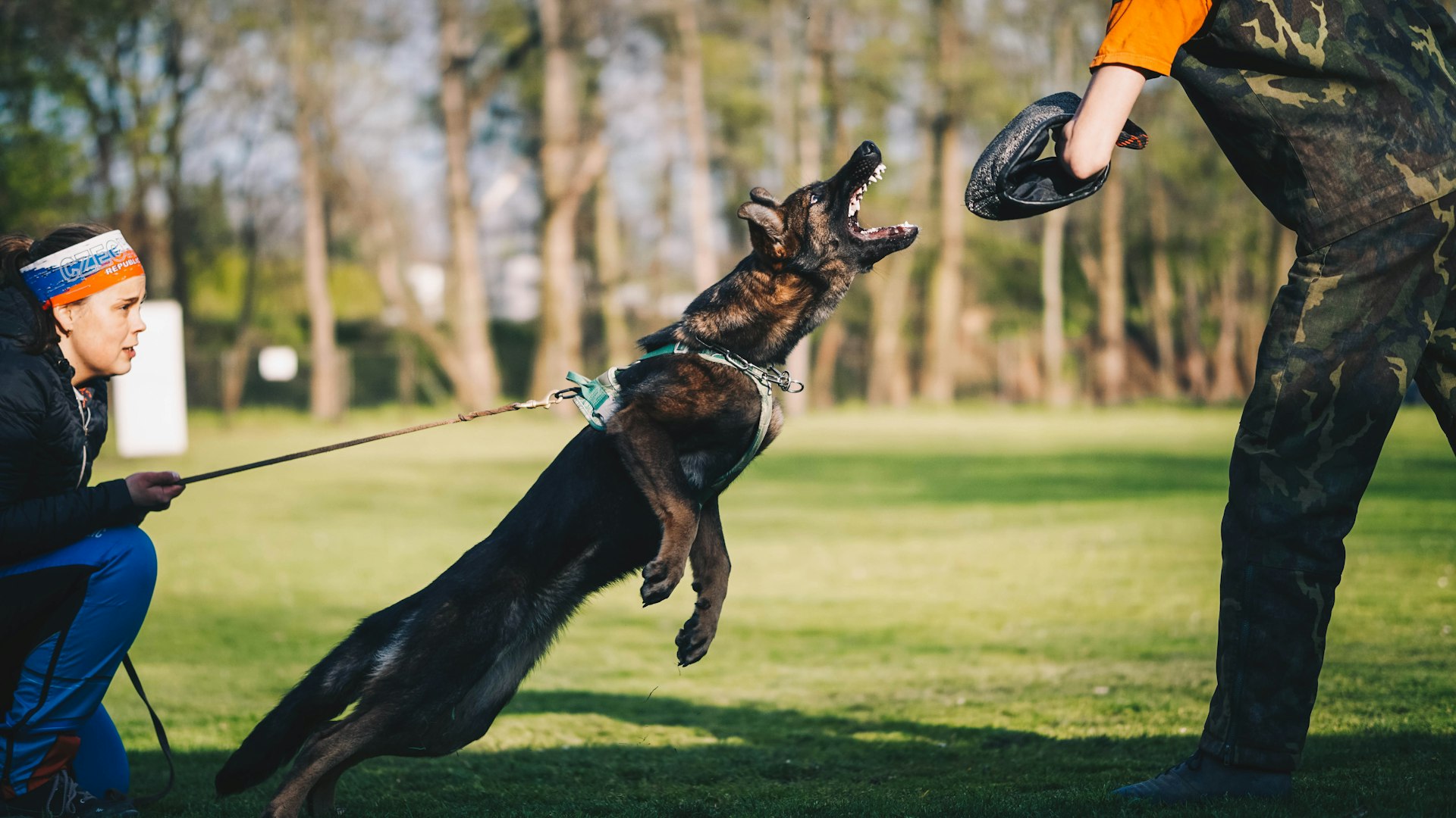 black and tan german shepherd running on green grass field during daytime